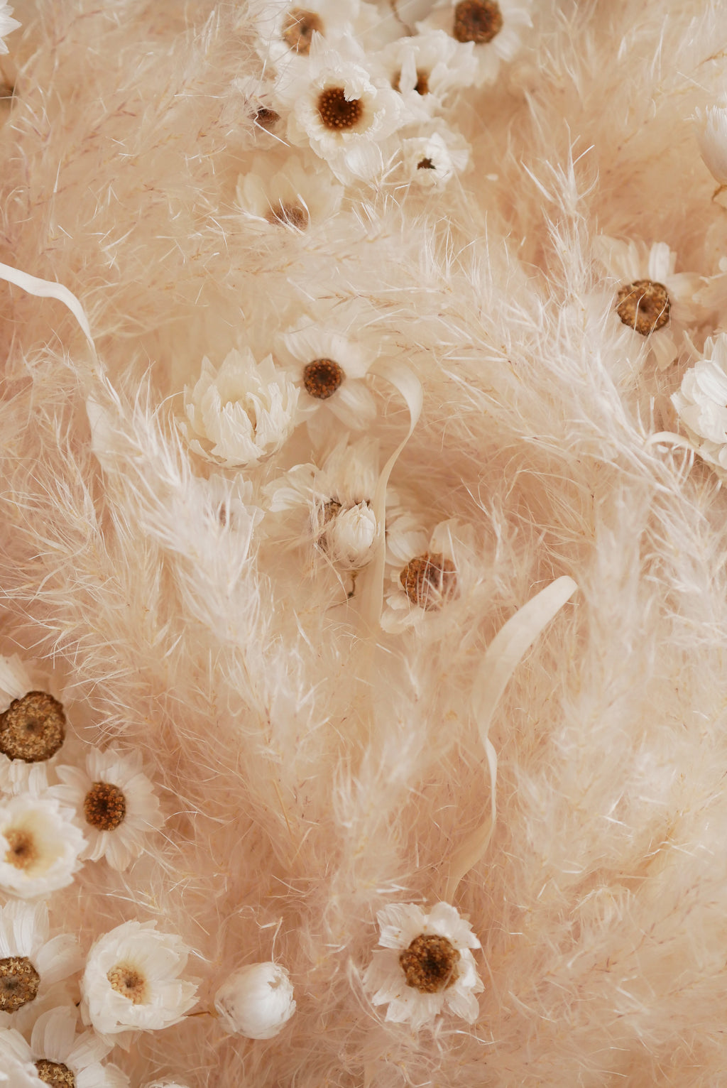 Still Meadow — Framed Dried Daisy & Pampas Grass Wall Art