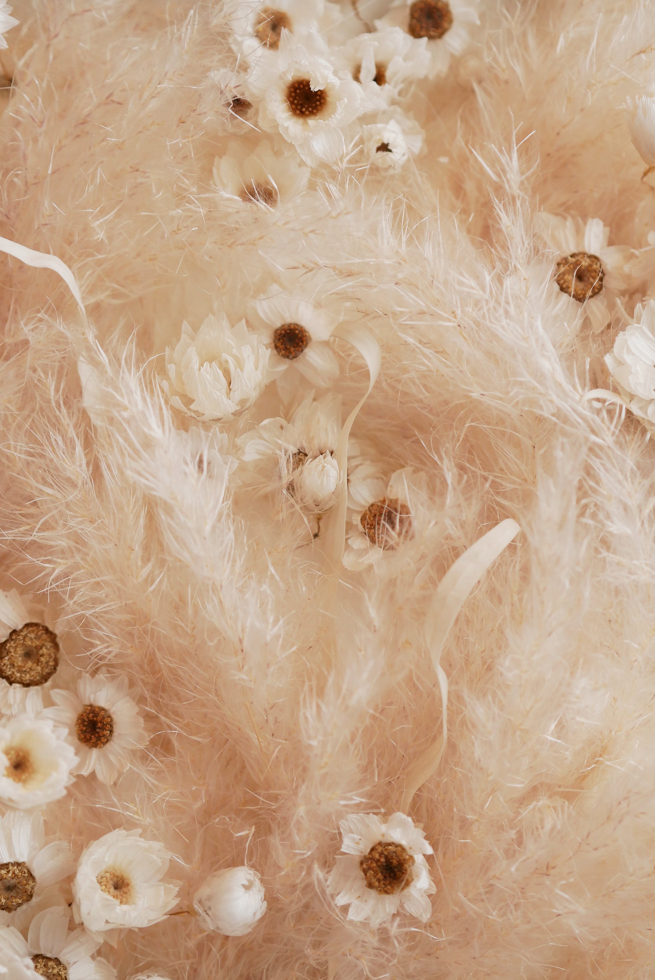Still Meadow — Framed Dried Daisy & Pampas Grass Wall Art